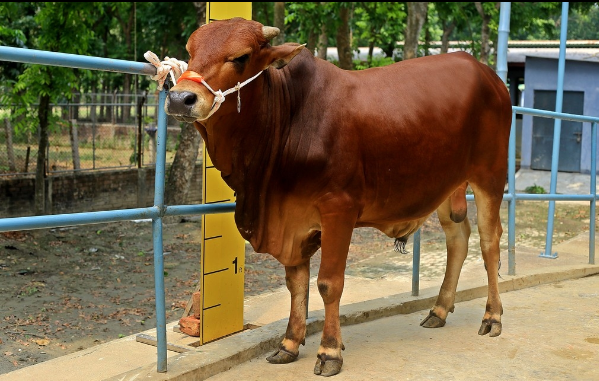 Male - Bull (ষাঁড়)